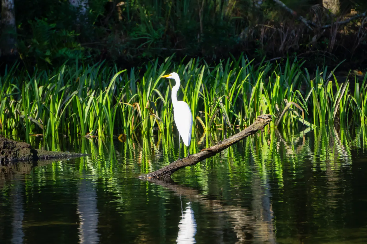 Wetland greenery in the Bandar Tiram township